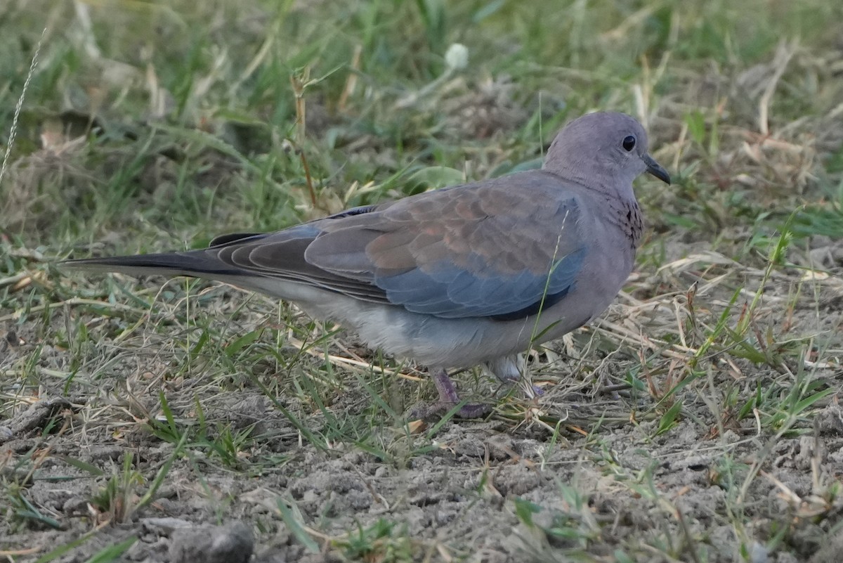 Laughing Dove - ML621023121