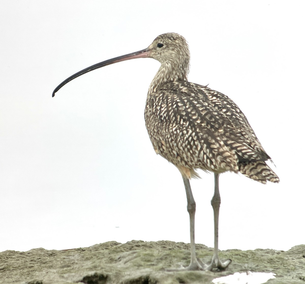 Long-billed Curlew - ML621023123