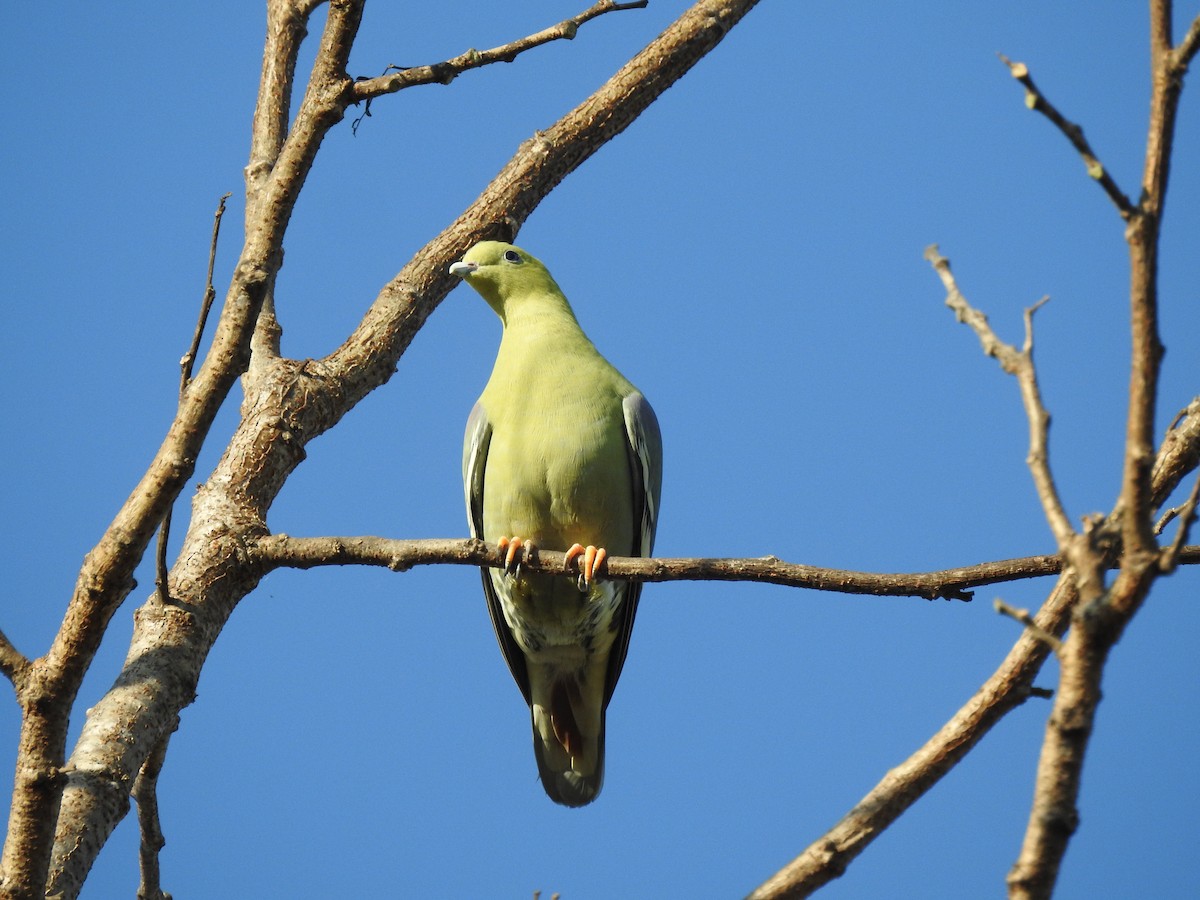 Madagascar Green-Pigeon - ML621023139
