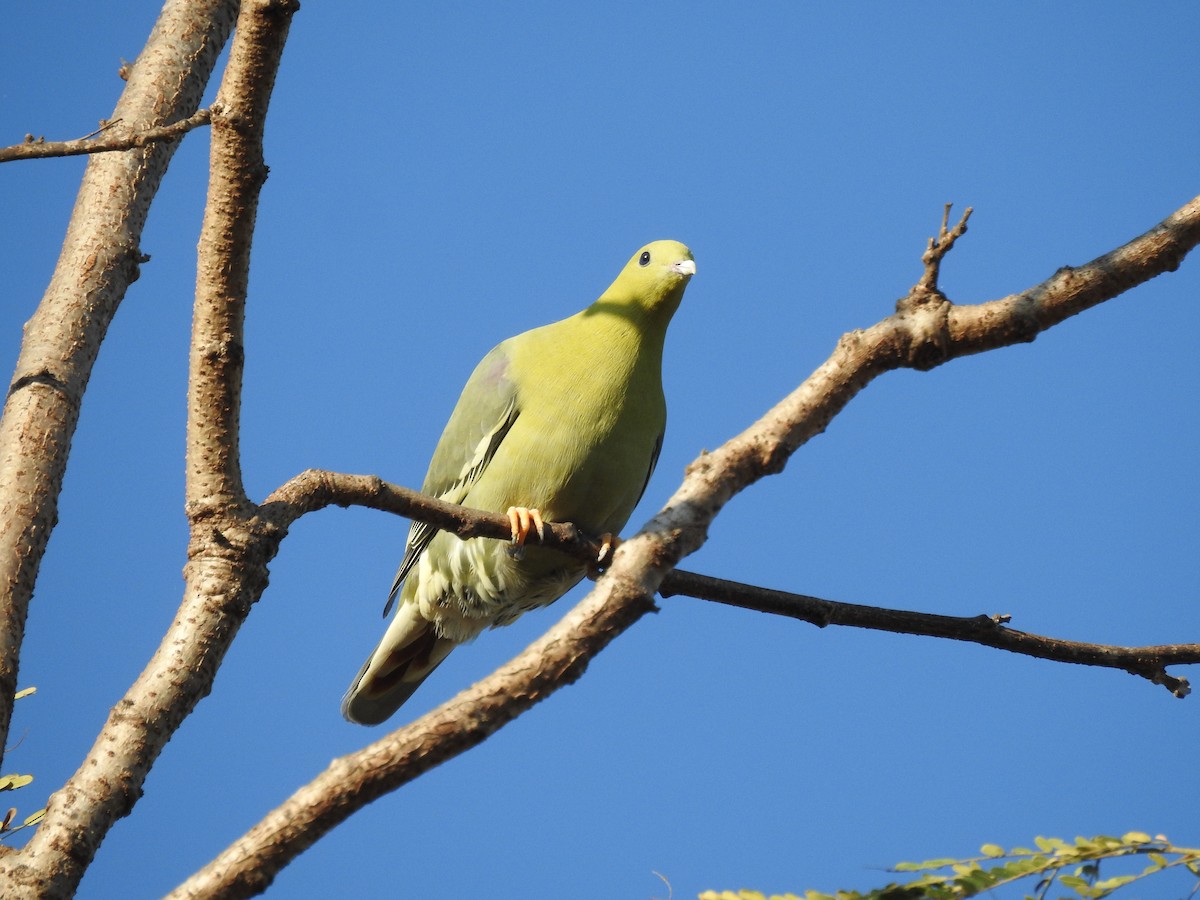 Madagascar Green-Pigeon - ML621023144