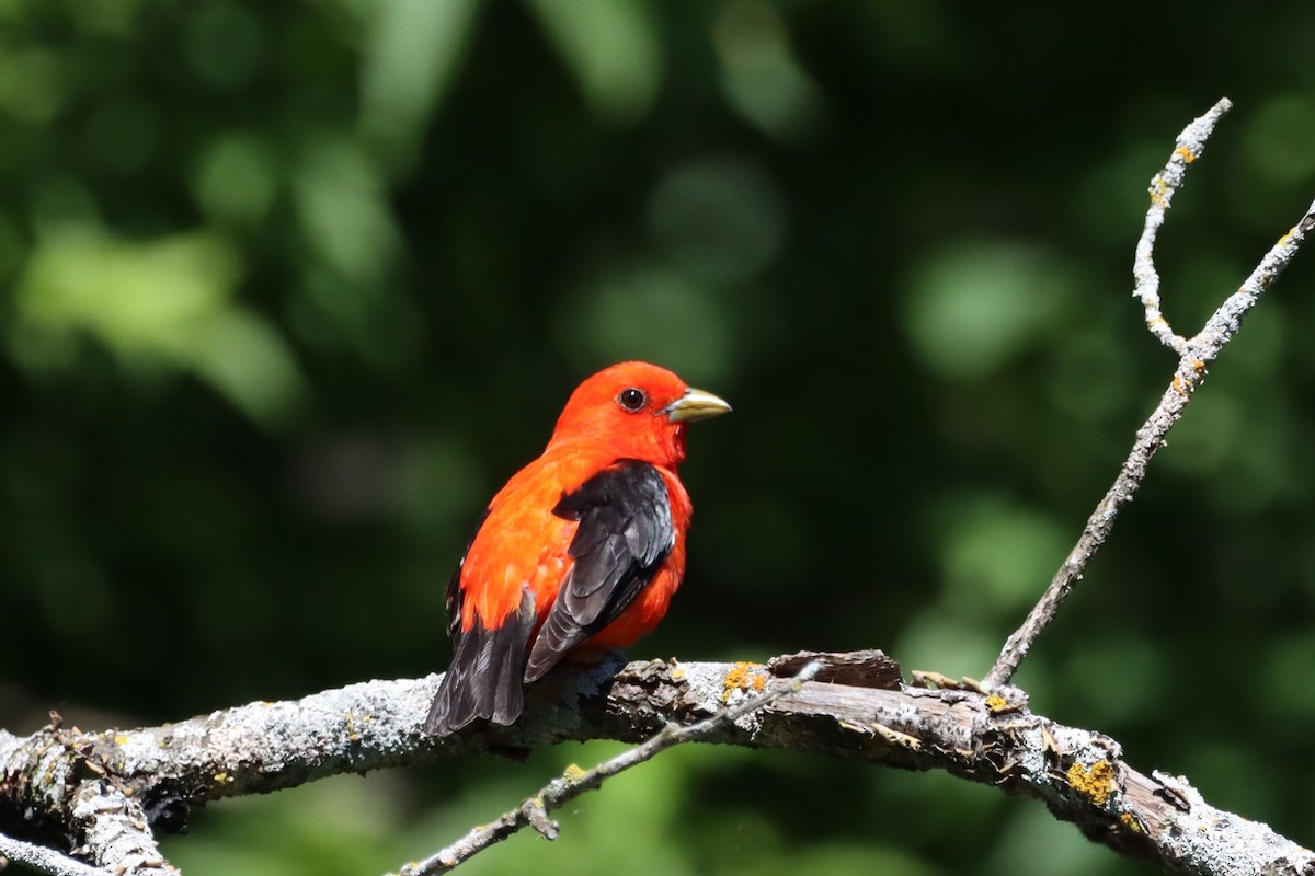 Scarlet Tanager - ML621023150