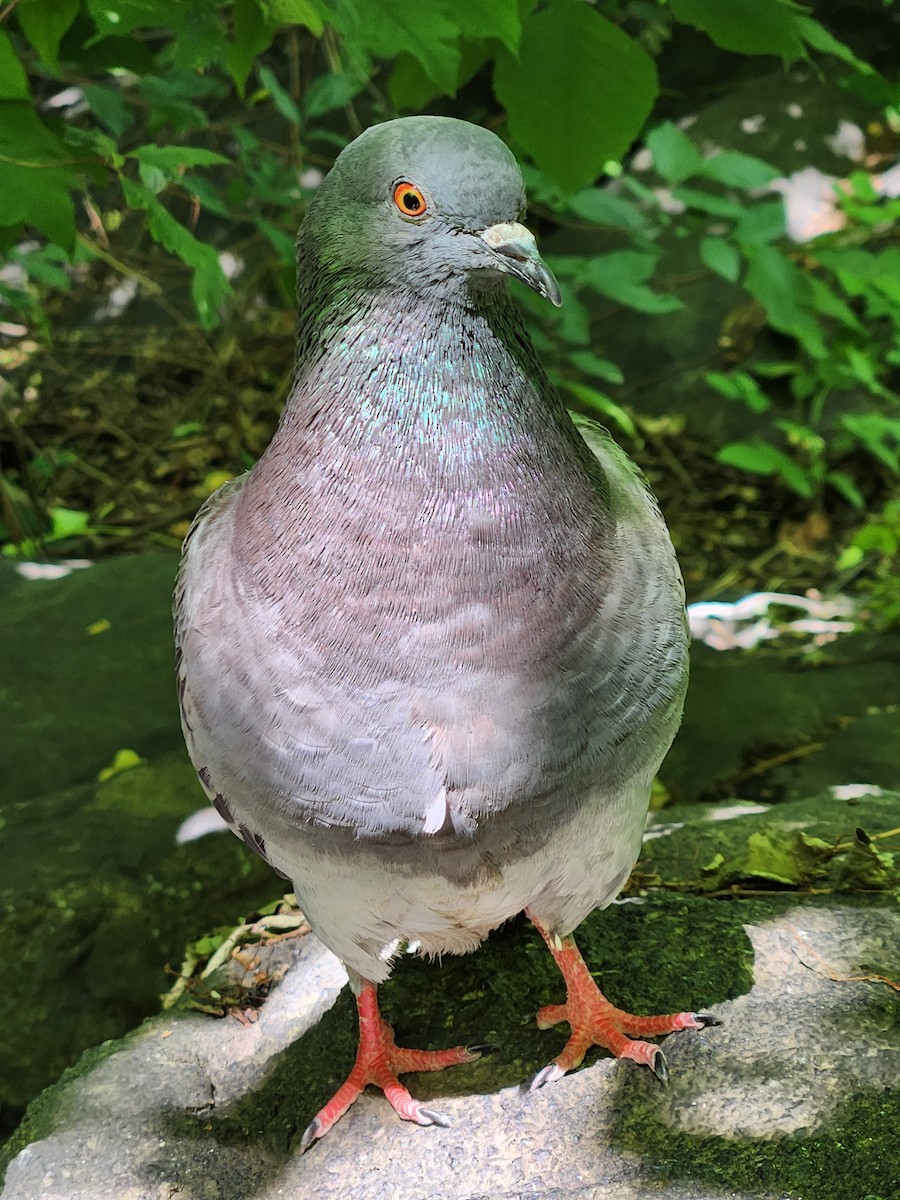 Сизый голубь (Одомашненного типа) - ML621023154