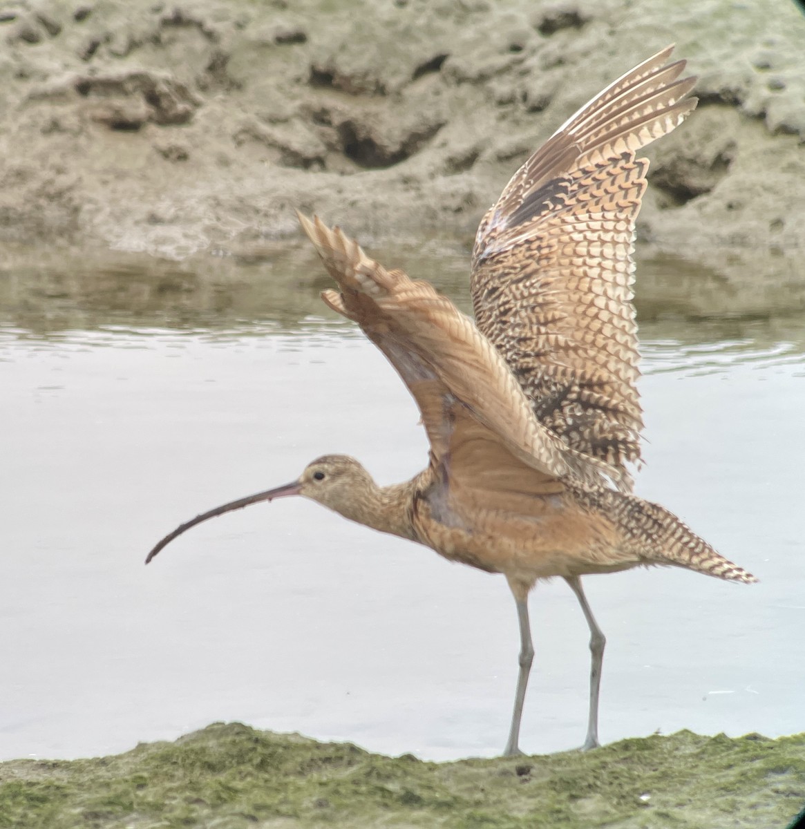 Long-billed Curlew - ML621023161