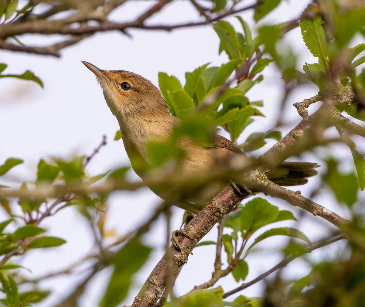 Common Reed Warbler - Tracey Jolliffe
