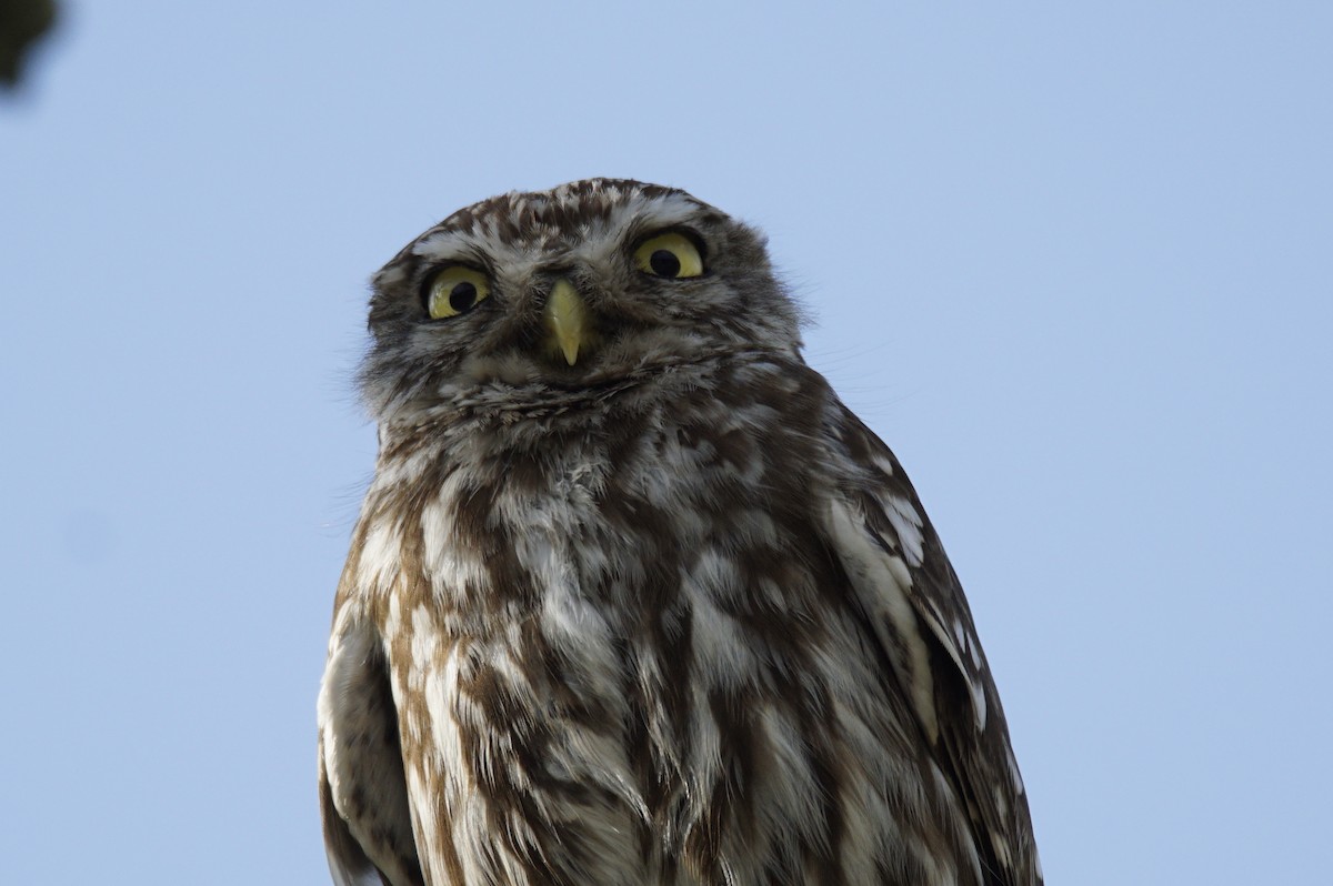 Little Owl - ML621023183