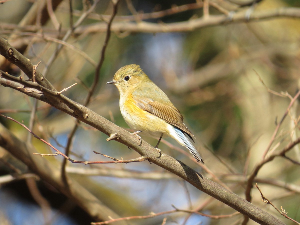 Red-flanked Bluetail - ML621023246