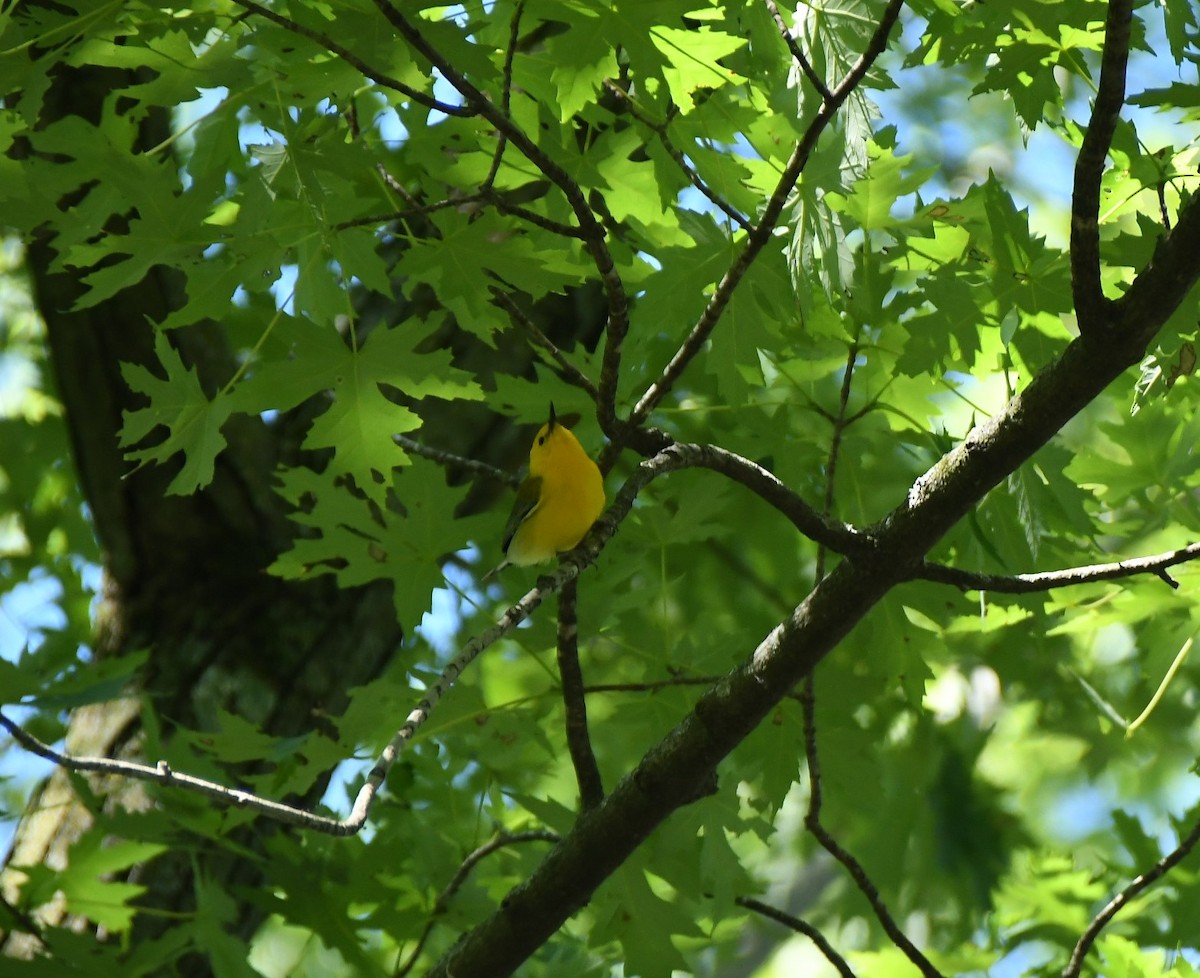 Prothonotary Warbler - ML621023267