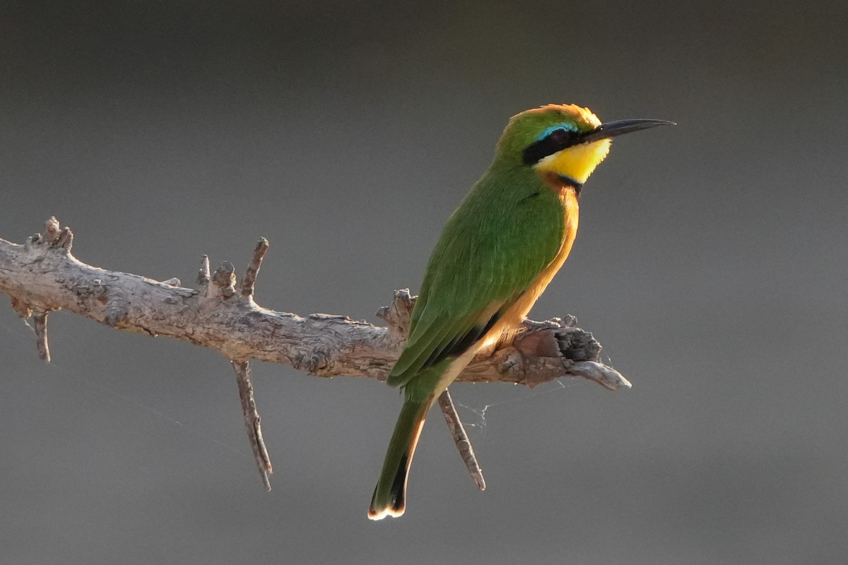 Little Bee-eater - ML621023270