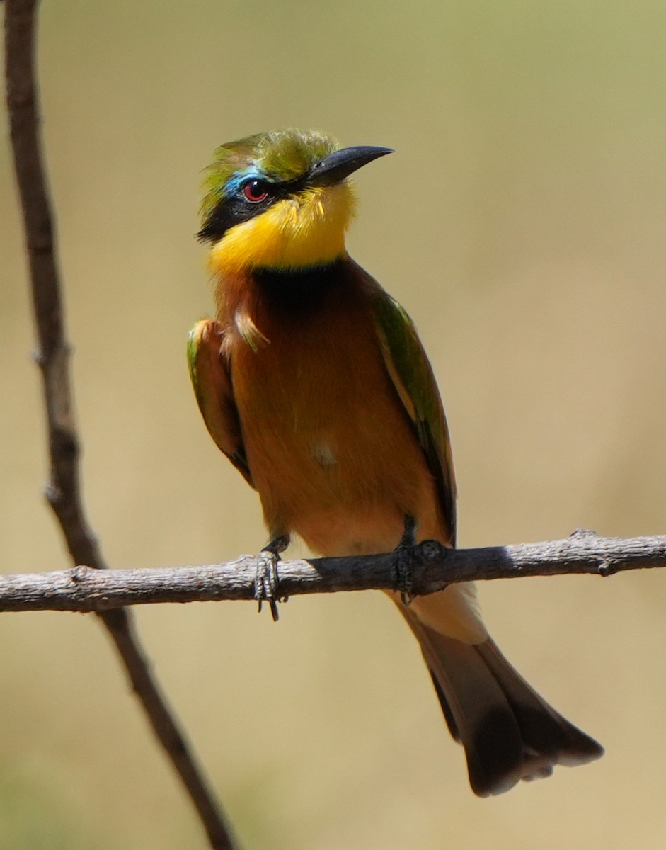 Little Bee-eater - ML621023273