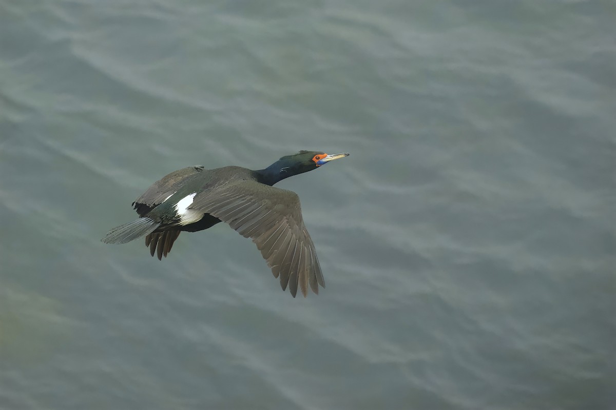 Red-faced Cormorant - ML621023283