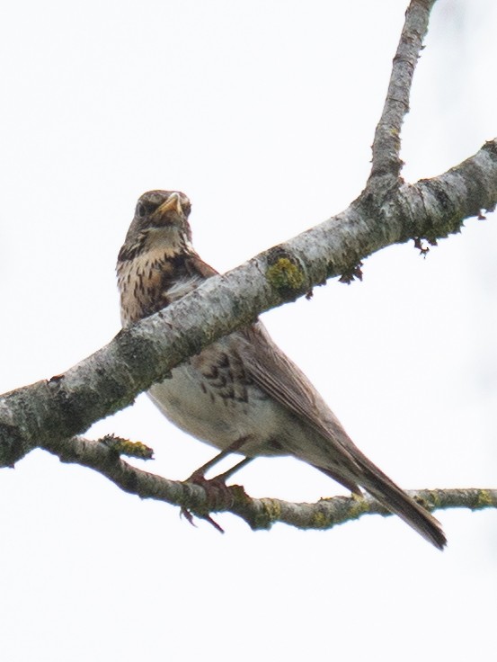 Fieldfare - ML621023289