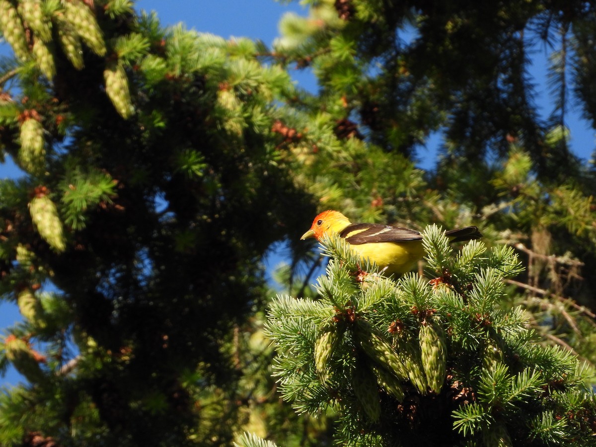 Western Tanager - ML621023301
