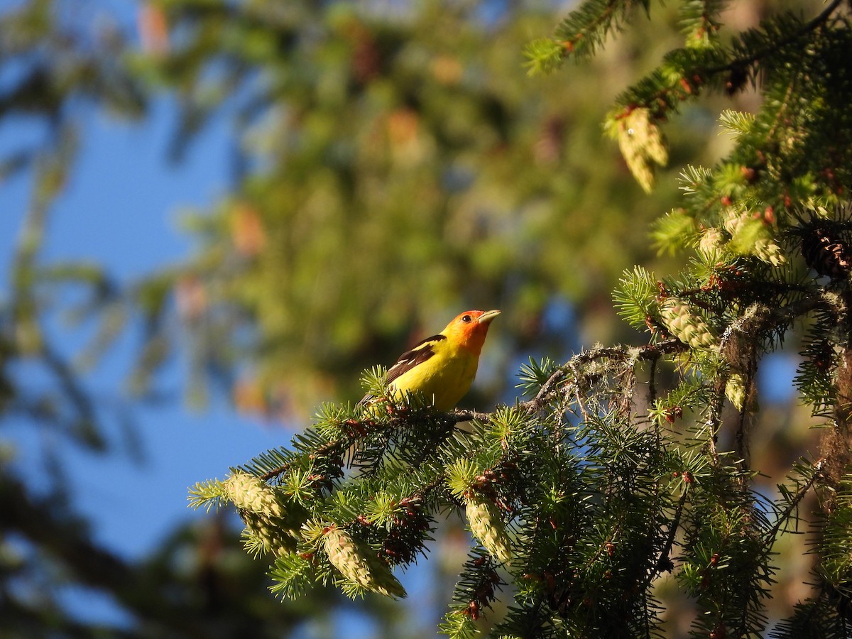 Western Tanager - ML621023302
