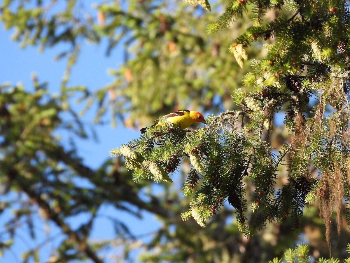 Western Tanager - ML621023303