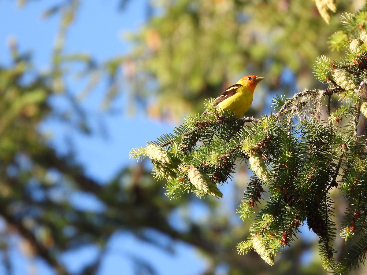 Western Tanager - ML621023304