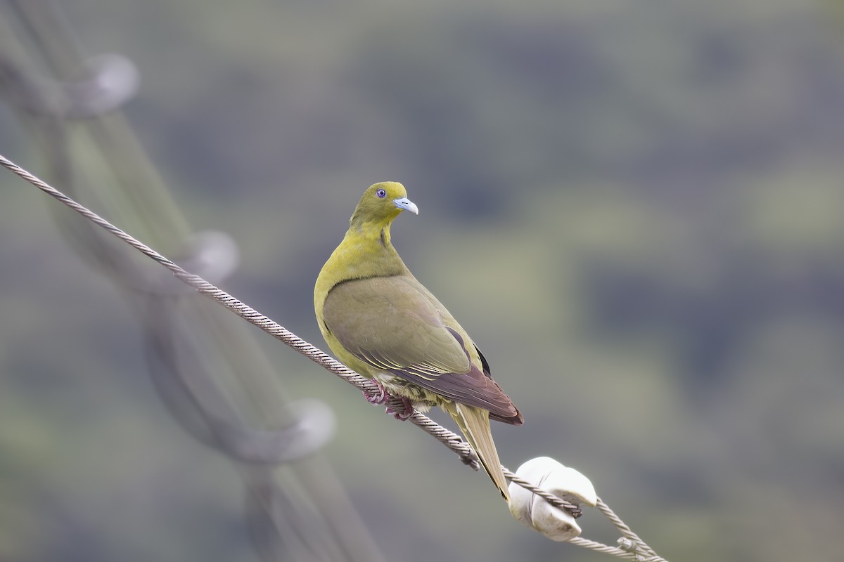 Тайваньский зелёный голубь (permagnus/medioximus) - ML621023306