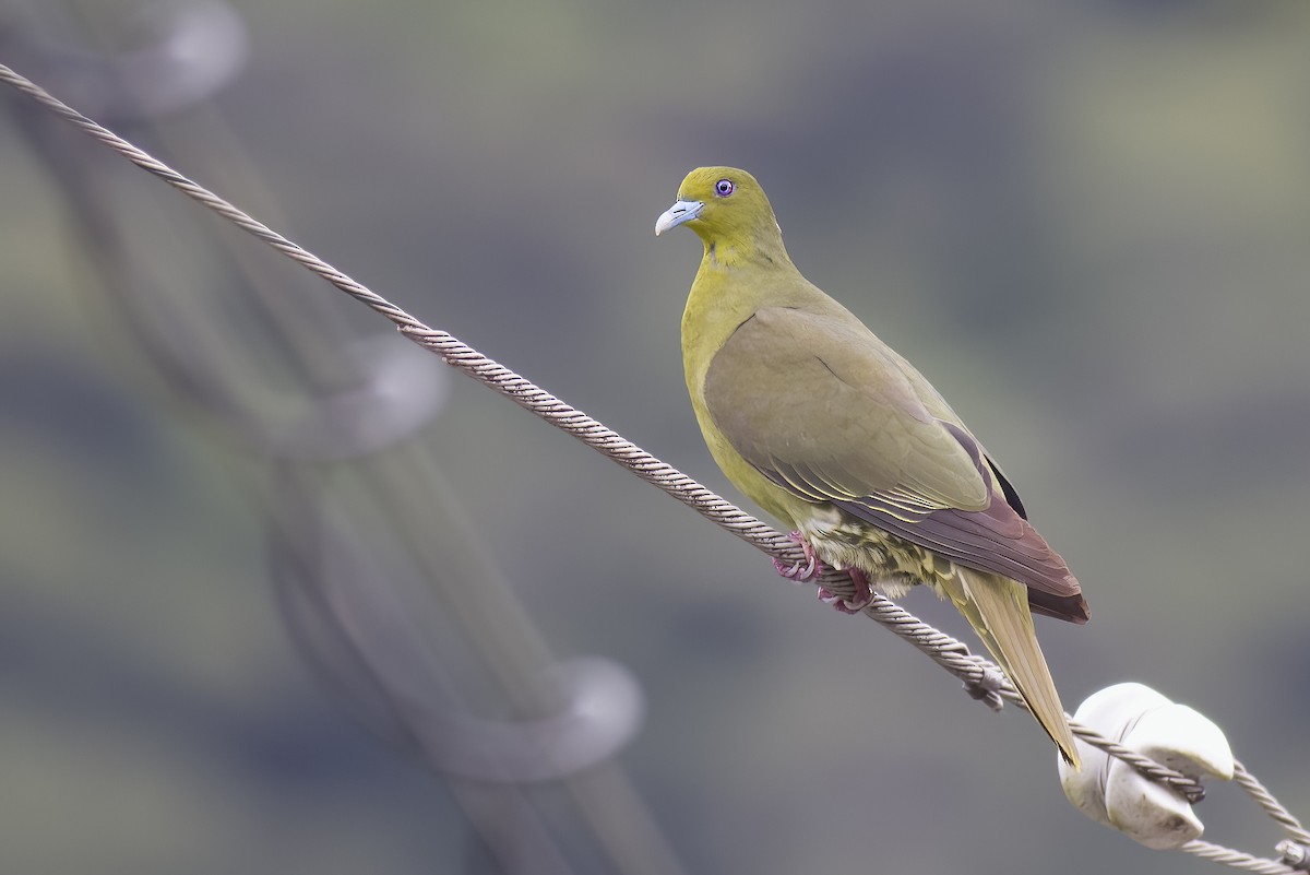 Тайваньский зелёный голубь (permagnus/medioximus) - ML621023310