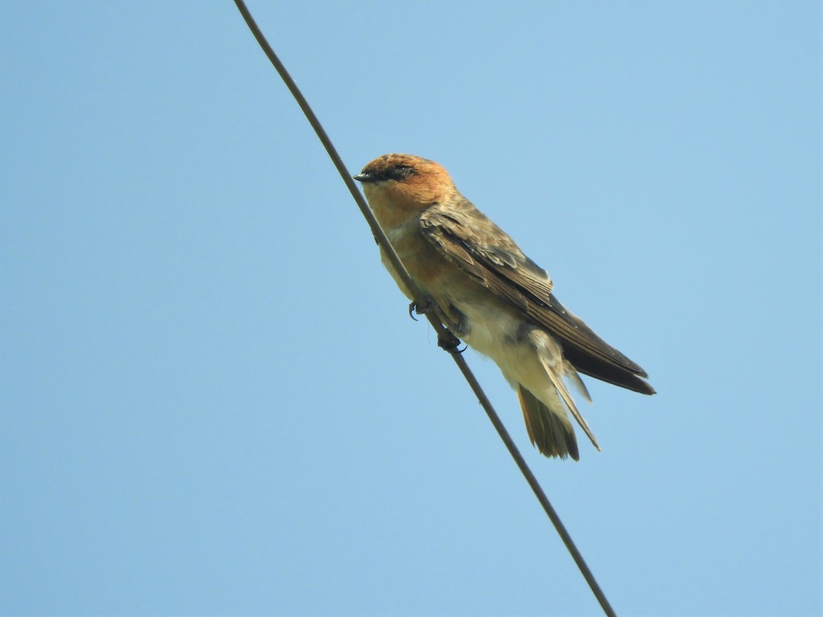 Tawny-headed Swallow - ML621023324