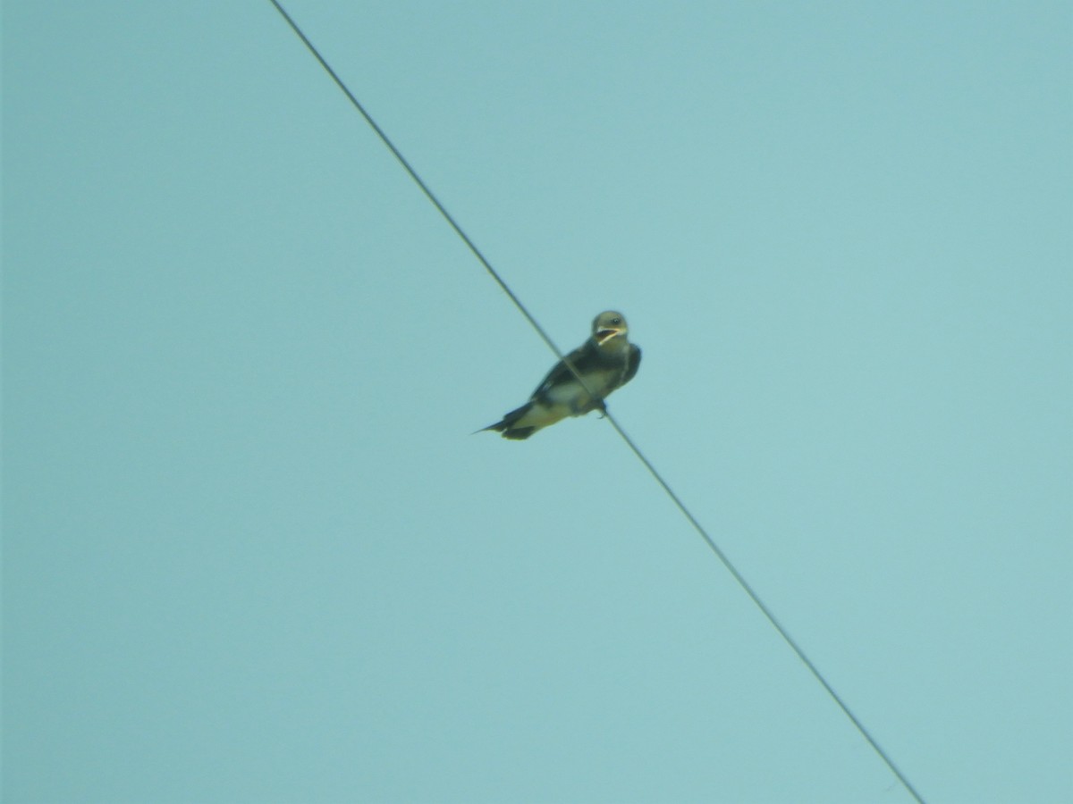 Barn Swallow - ML621023344