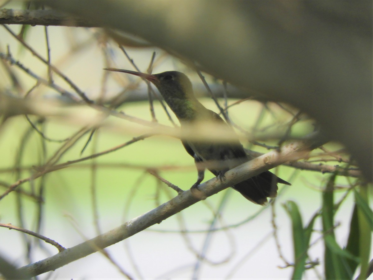 Gilded Hummingbird - ML621023348
