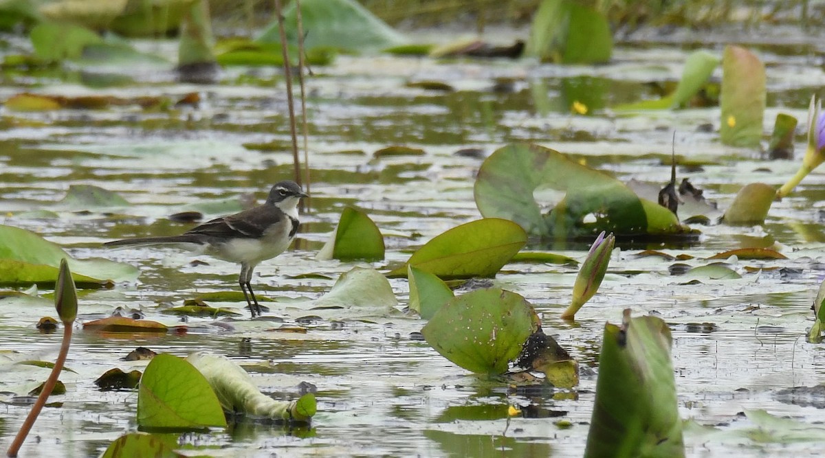 Cape Wagtail - ML621023367