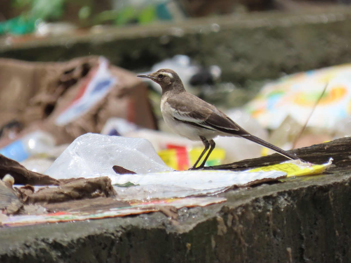 White-browed Wagtail - ML621023392