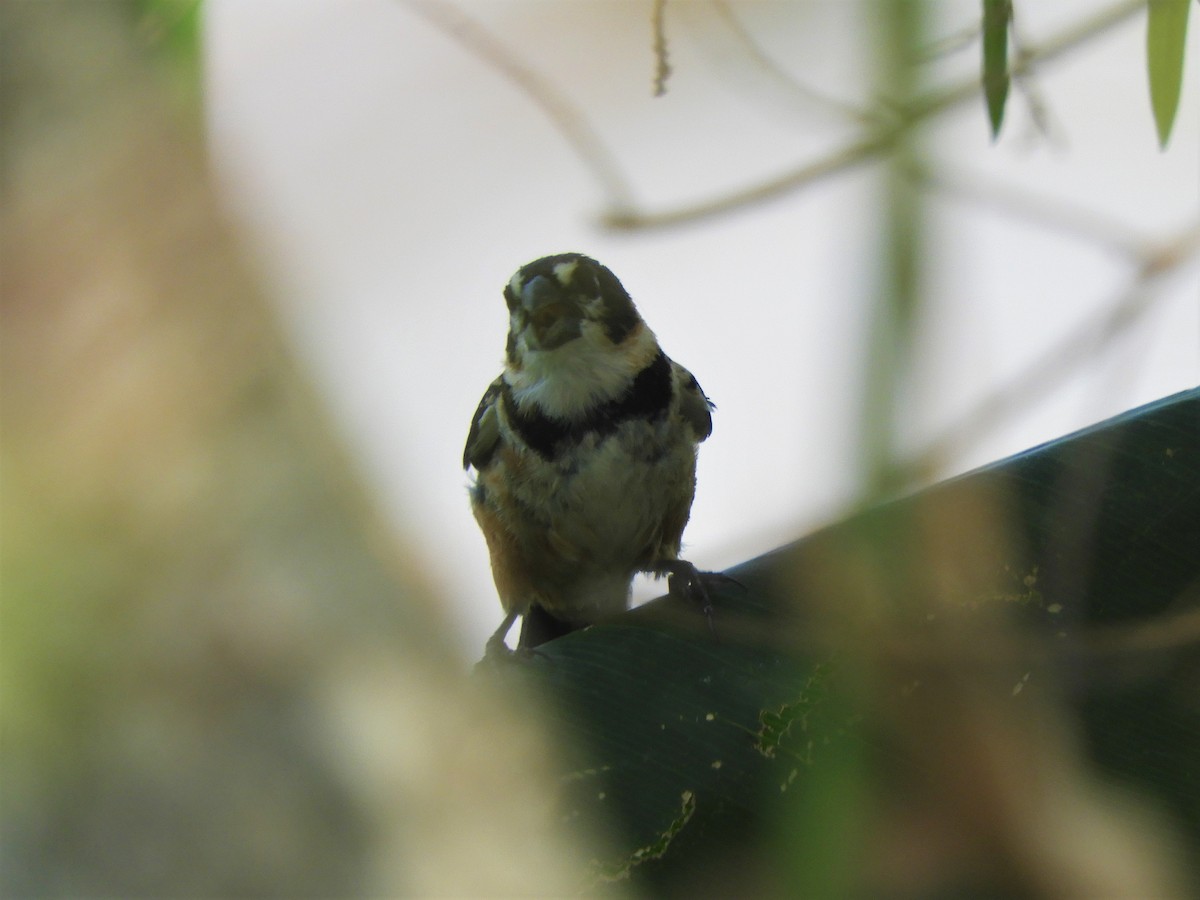 Rusty-collared Seedeater - ML621023393
