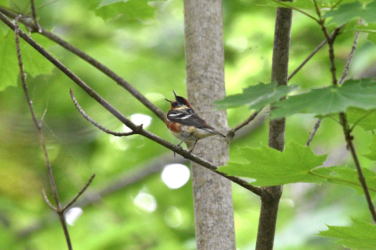 Bay-breasted Warbler - ML621023402