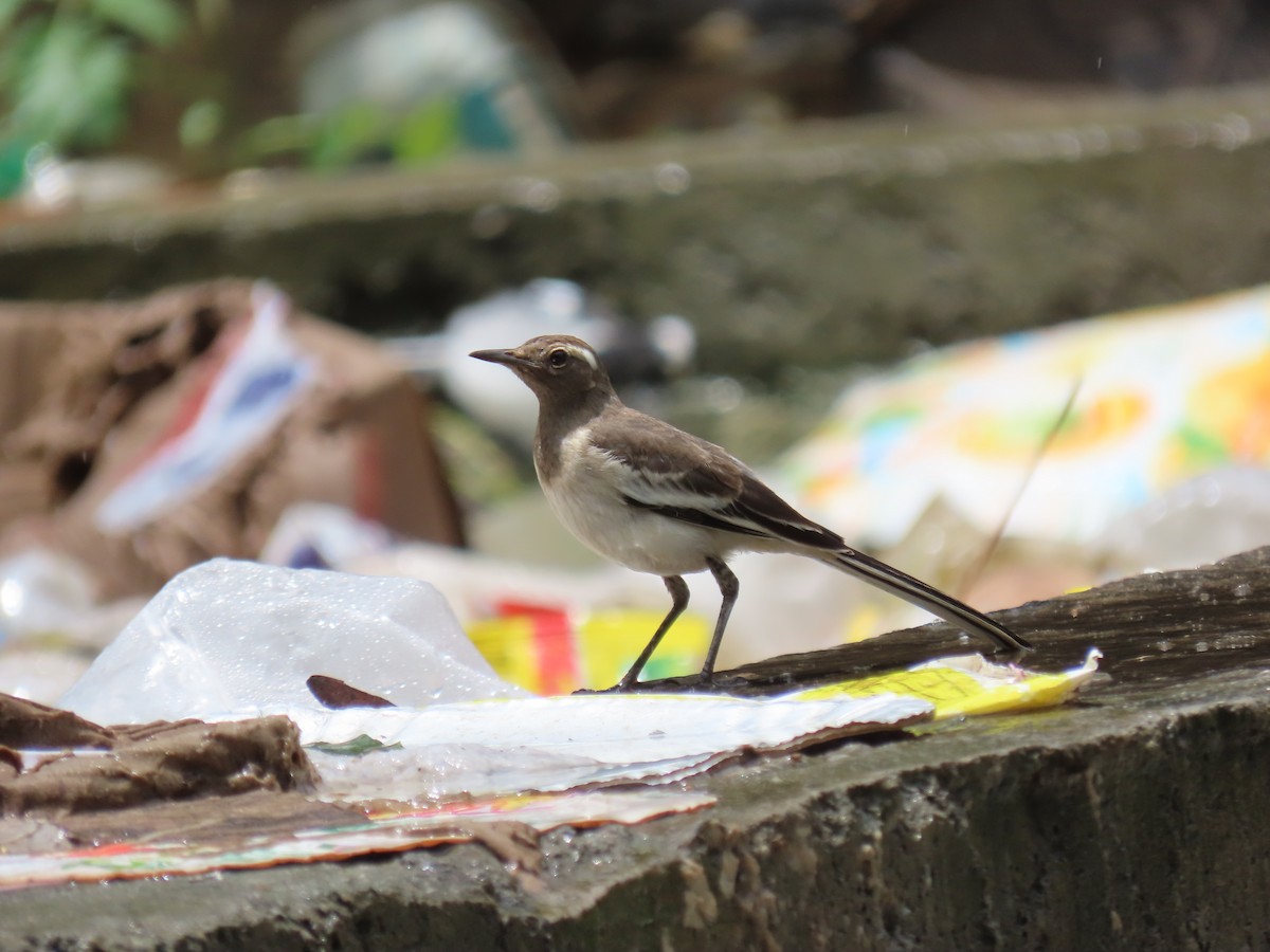 White-browed Wagtail - ML621023404