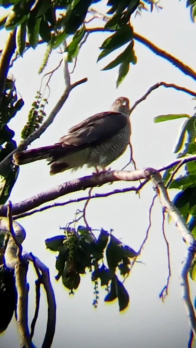 Eurasian Sparrowhawk - ML621023407