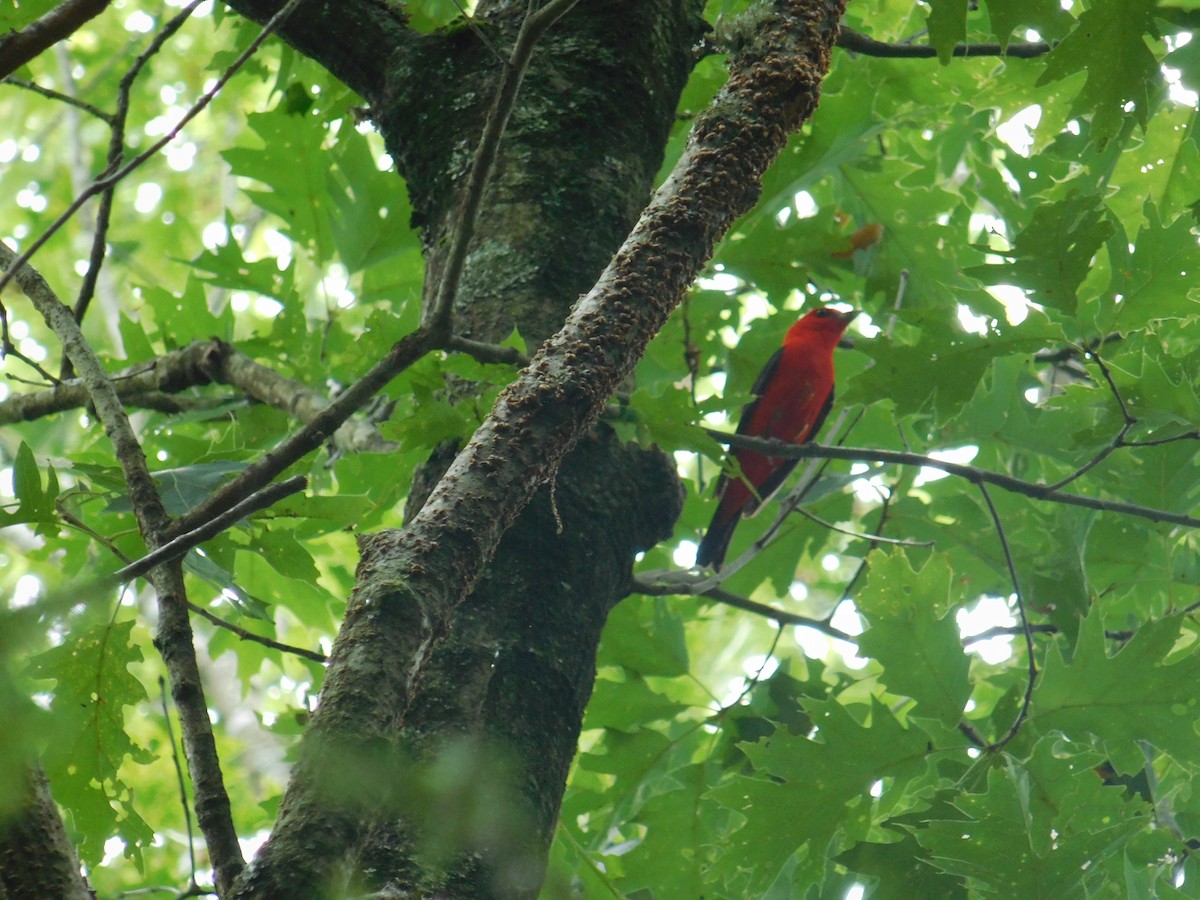Scarlet Tanager - ML621023504