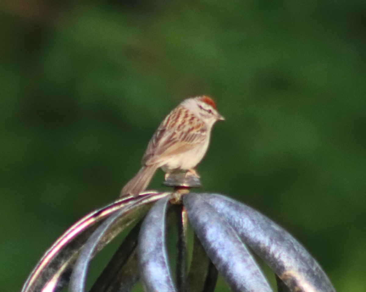 Chipping Sparrow - ML621023509