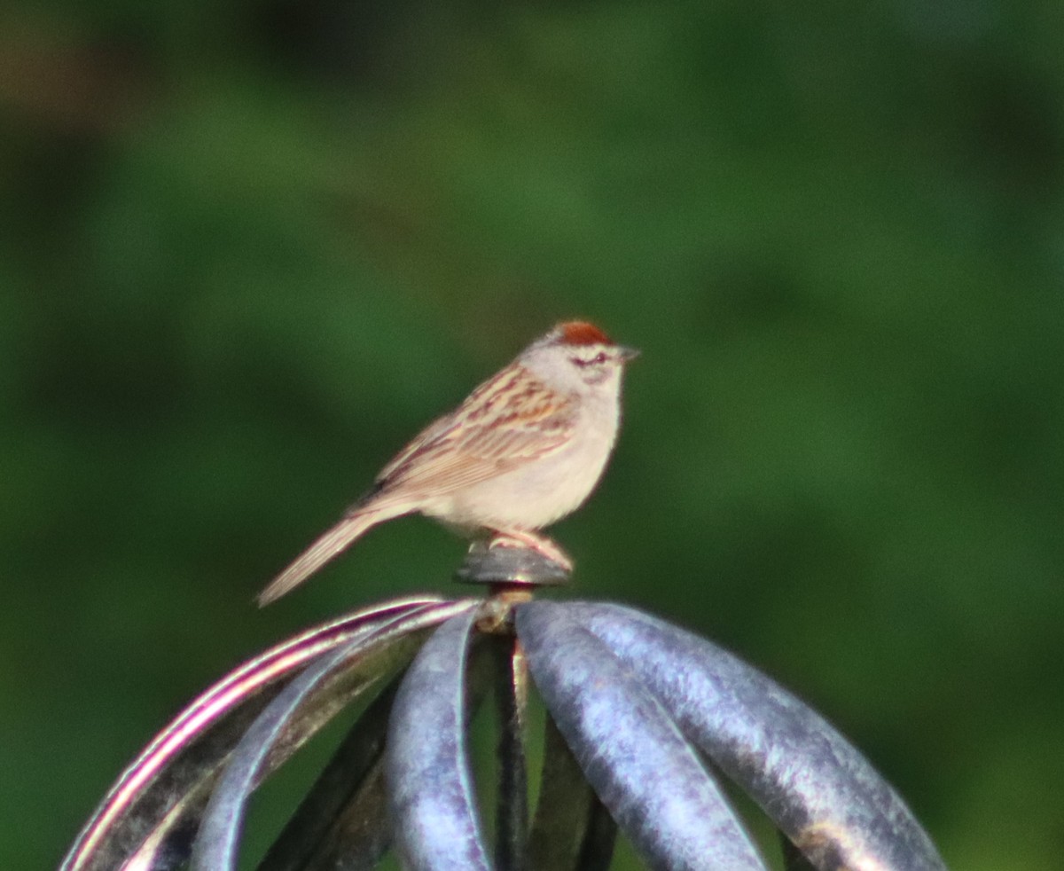 Chipping Sparrow - ML621023513