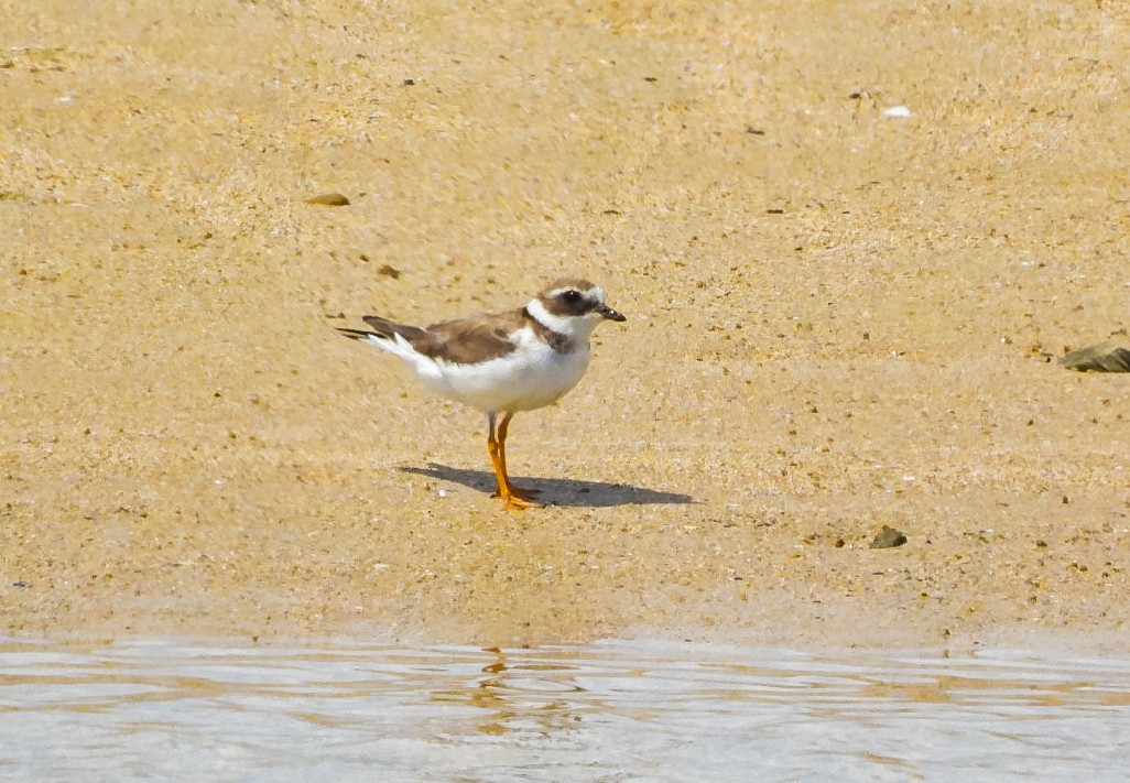 Common Ringed Plover - ML621023523