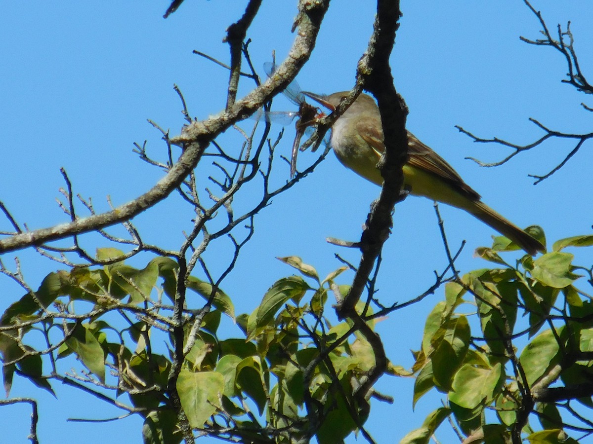 Great Crested Flycatcher - ML621023527