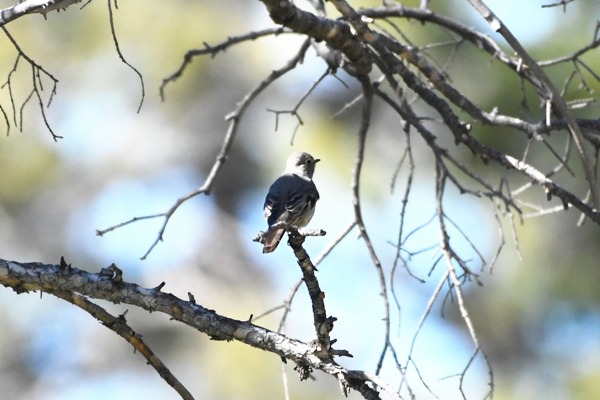 Townsend's Solitaire - ML621023532
