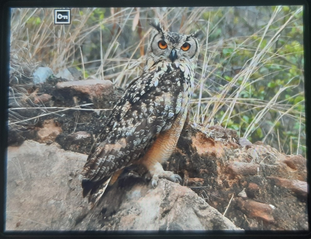 Rock Eagle-Owl - ML621023550