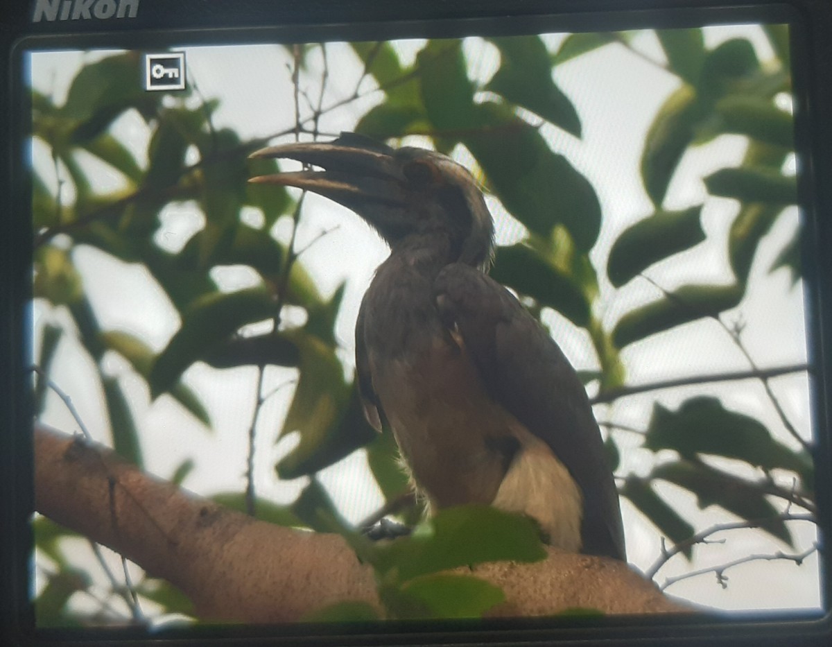 Indian Gray Hornbill - ML621023558