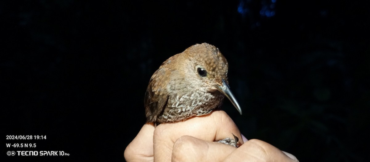 Scaly-breasted Wren - ML621023575