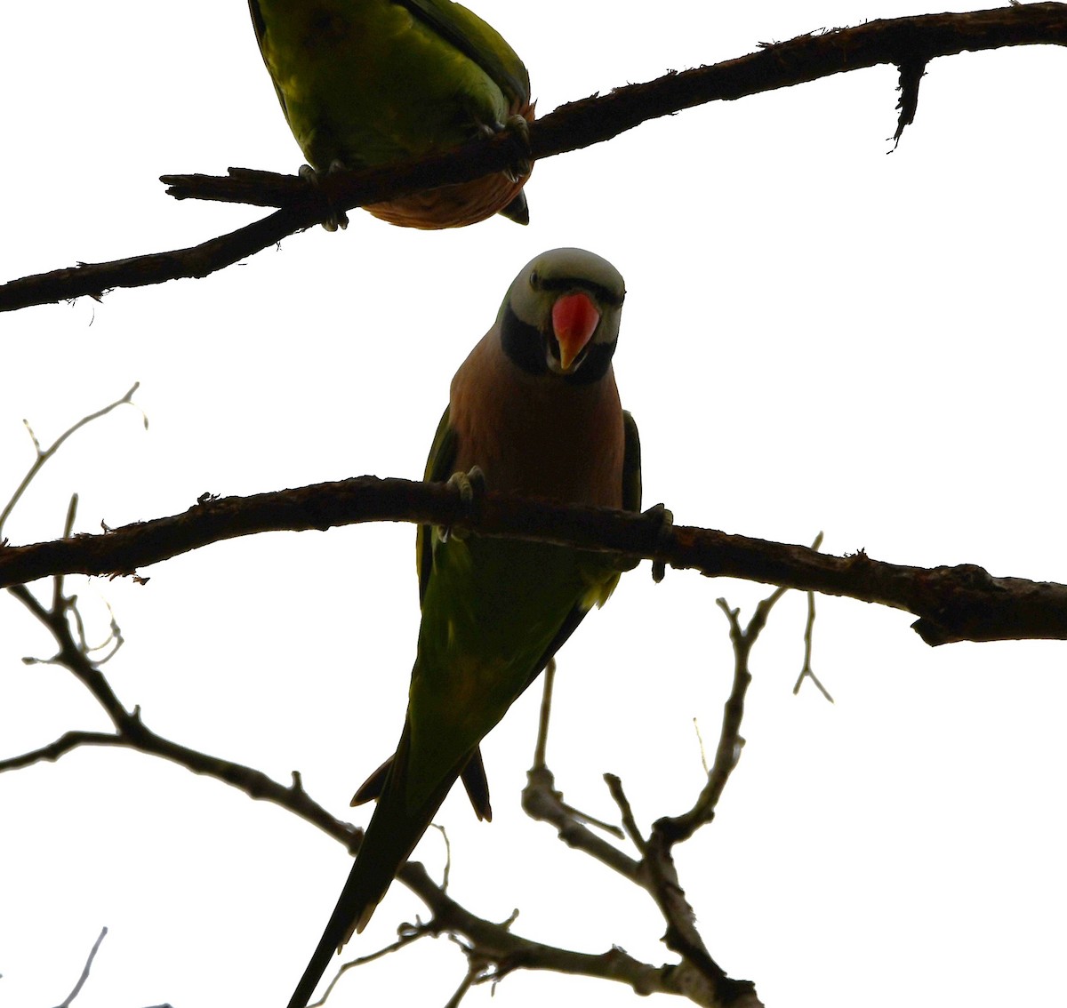 Gül Göğüslü Yeşil Papağan - ML621023581