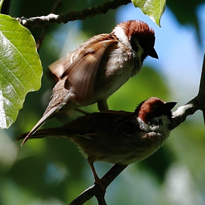 Eurasian Tree Sparrow - ML621023592