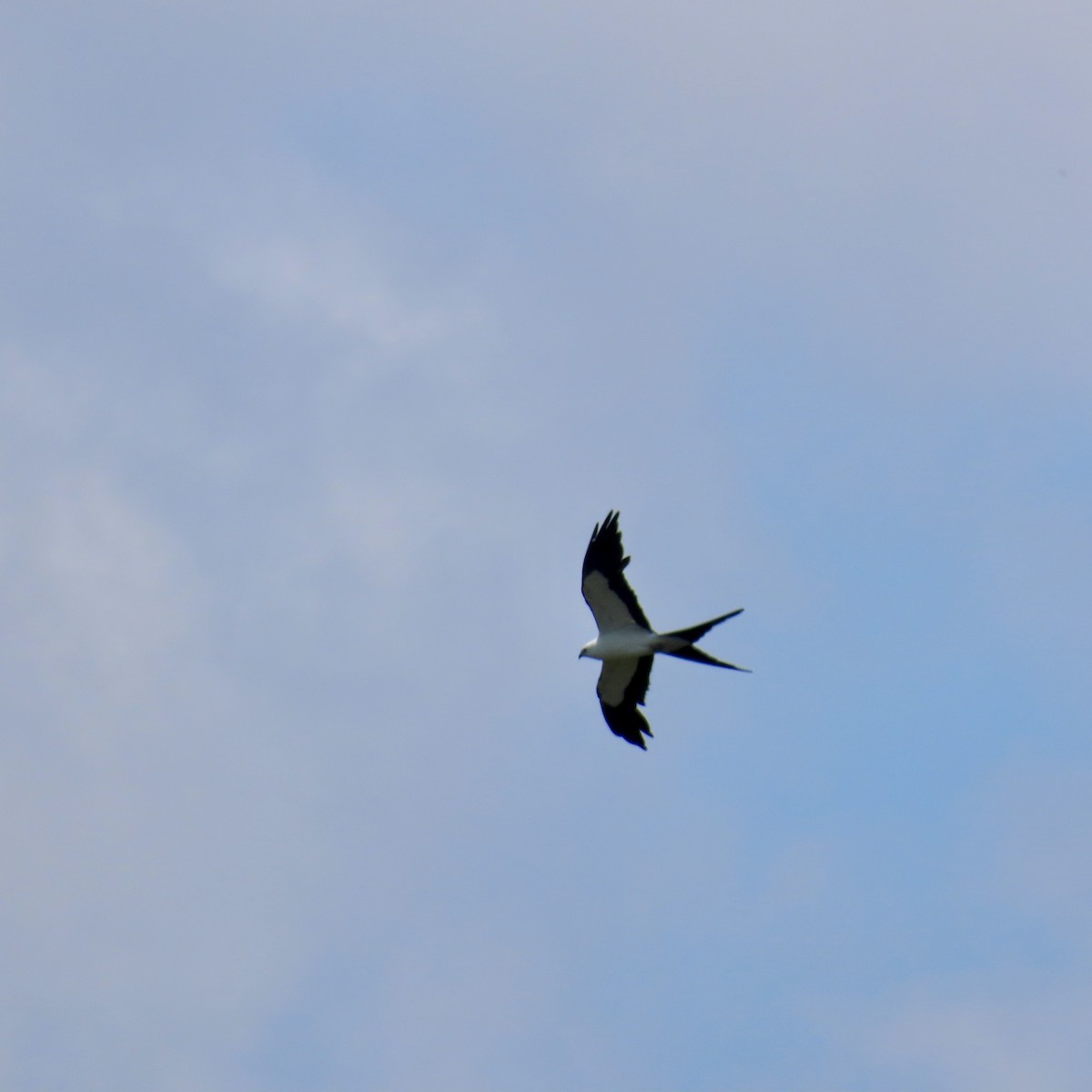 Swallow-tailed Kite - ML621023597