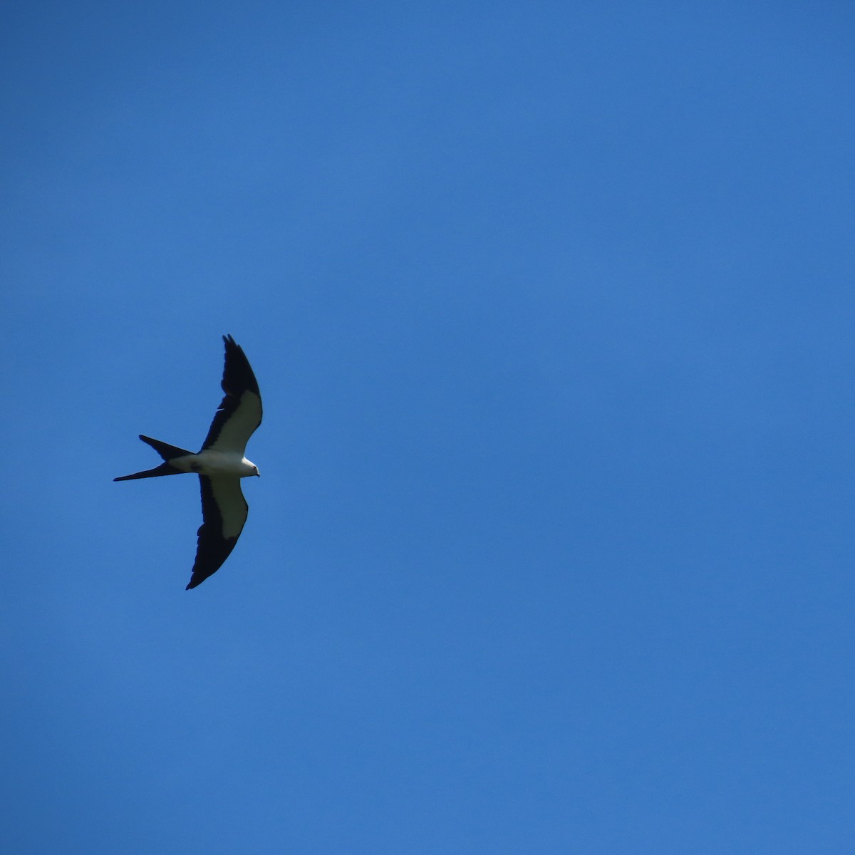 Swallow-tailed Kite - ML621023602
