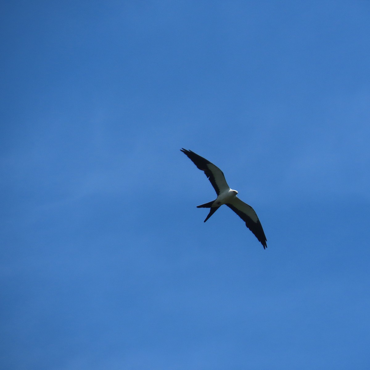 Swallow-tailed Kite - ML621023606