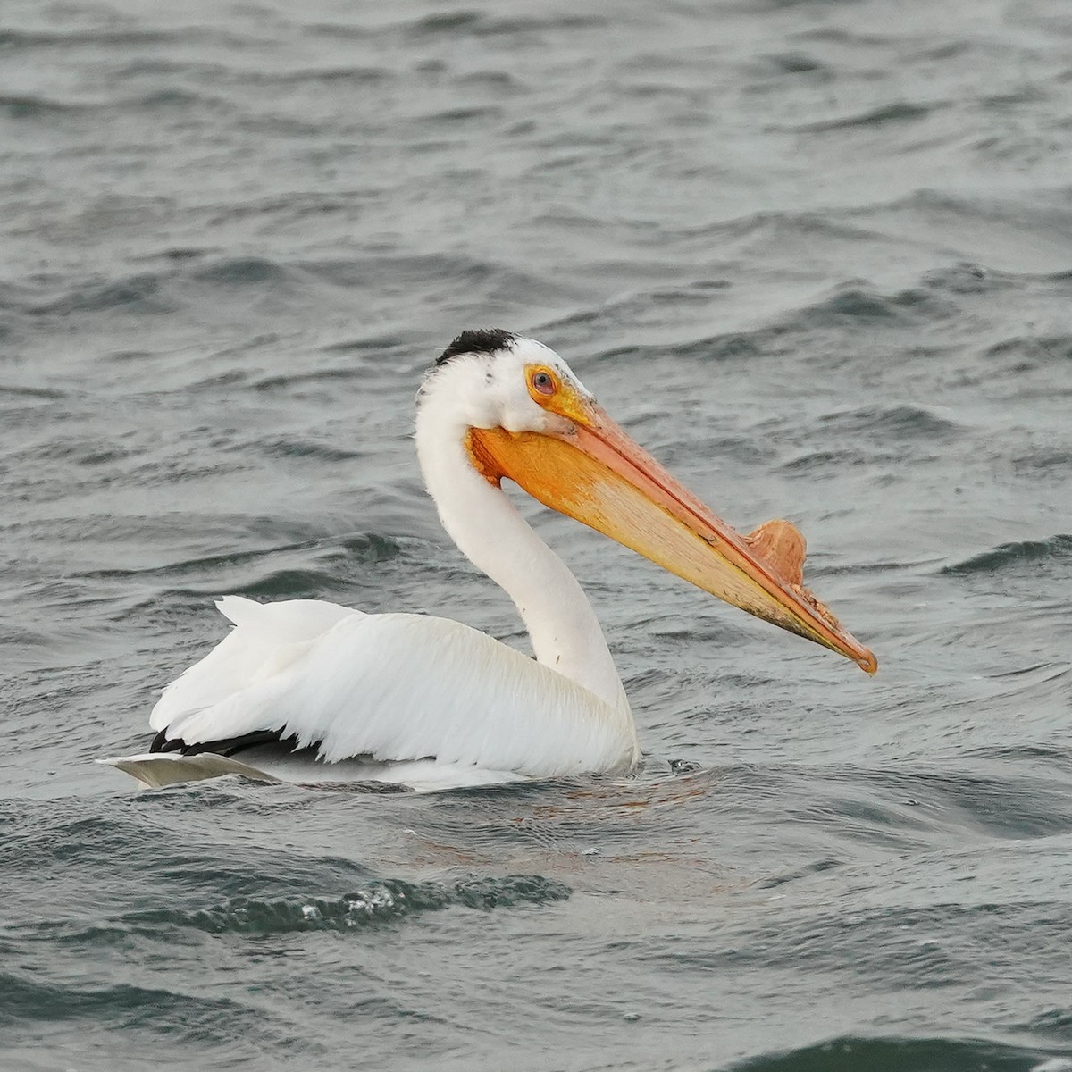 pelikán severoamerický - ML621023617