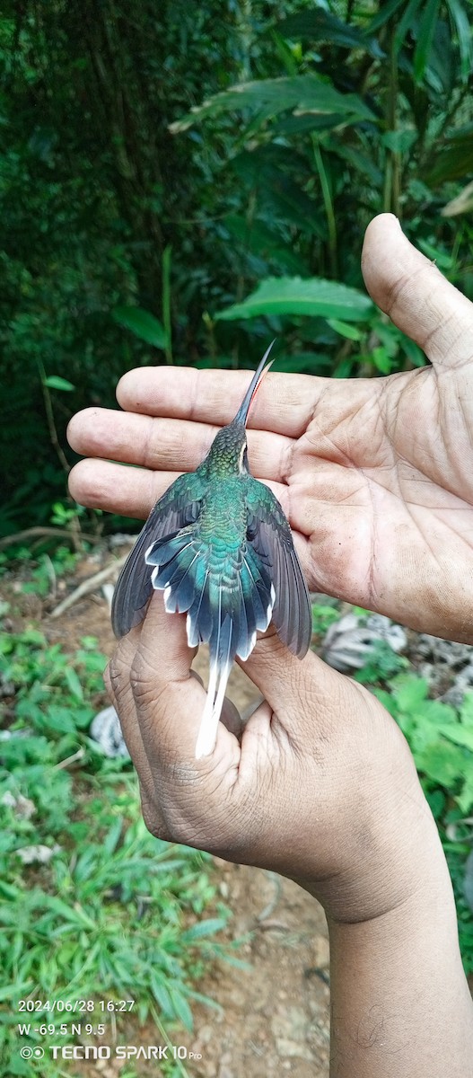 kolibřík šedobřichý - ML621023627