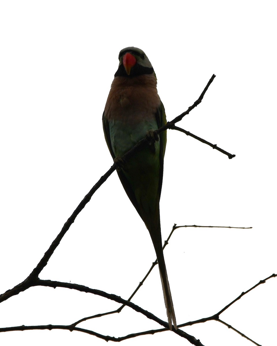 Gül Göğüslü Yeşil Papağan - ML621023629