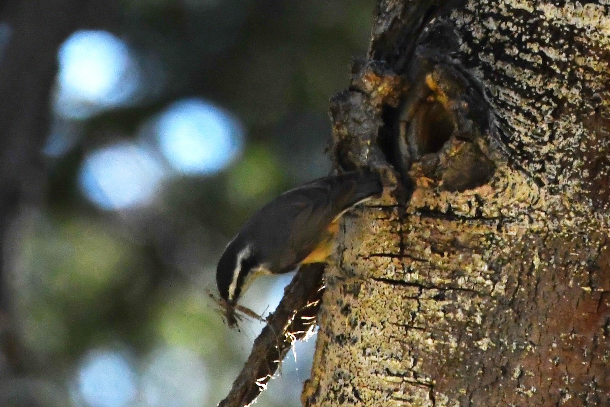 Red-breasted Nuthatch - ML621023633