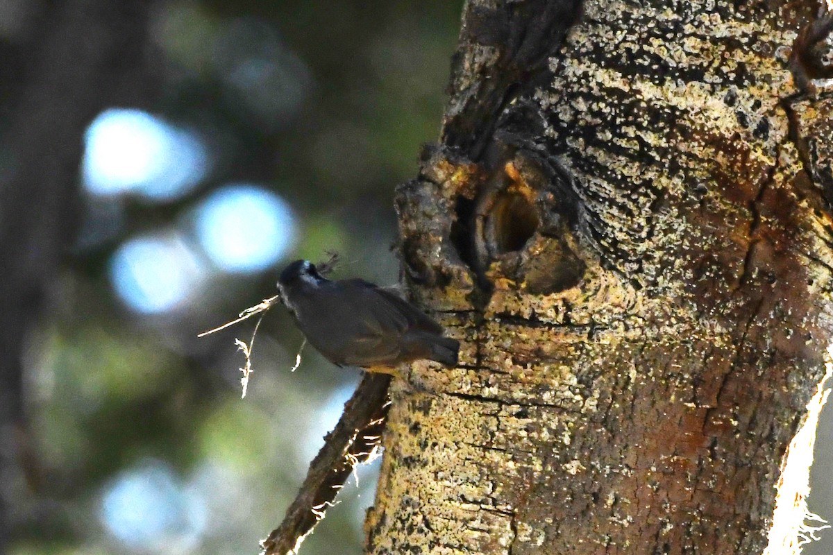 Red-breasted Nuthatch - ML621023635
