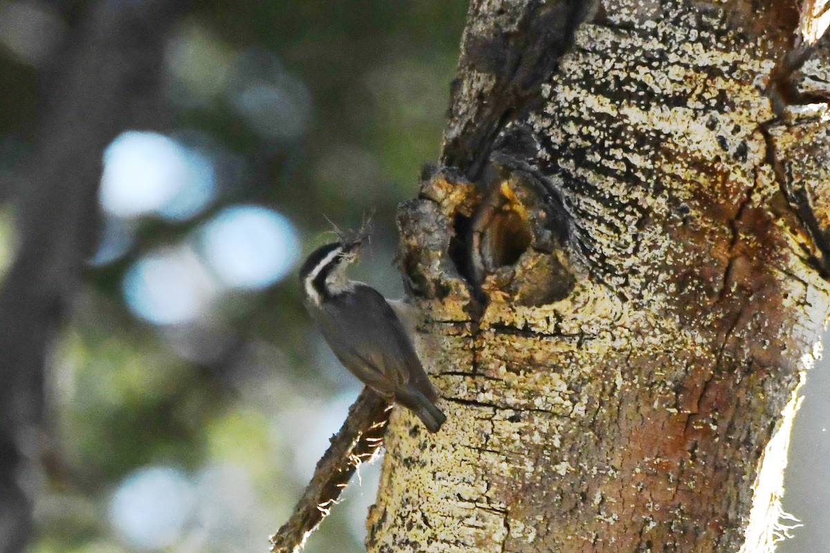 Red-breasted Nuthatch - ML621023636